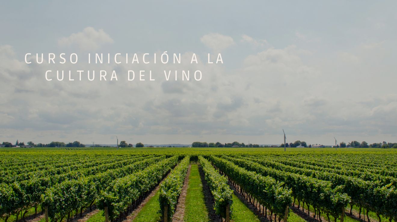 caratula Curso Iniciación a la cultura del vino